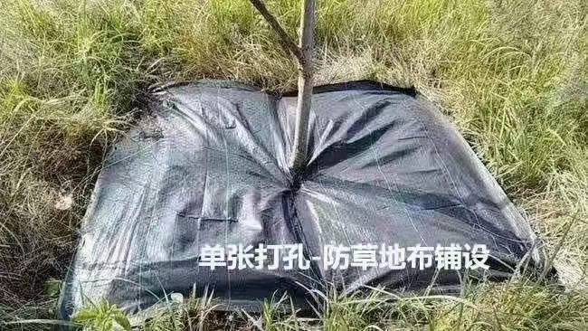  防草布pp和ped的哪个好？